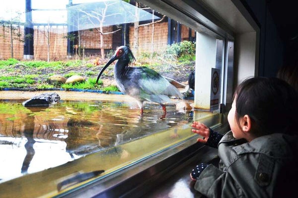 【山形県内発】 朱鷺めき桜の佐渡ヶ島 2日間3